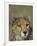 Cheetah, (Acinonyx Jubatus), Okonjima Private Game Reserve, Windhoek, Namibia-Thorsten Milse-Framed Photographic Print