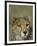 Cheetah, (Acinonyx Jubatus), Okonjima Private Game Reserve, Windhoek, Namibia-Thorsten Milse-Framed Photographic Print