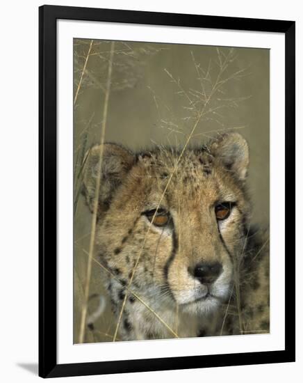 Cheetah, (Acinonyx Jubatus), Okonjima Private Game Reserve, Windhoek, Namibia-Thorsten Milse-Framed Photographic Print