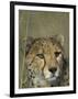 Cheetah, (Acinonyx Jubatus), Okonjima Private Game Reserve, Windhoek, Namibia-Thorsten Milse-Framed Photographic Print