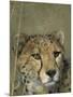 Cheetah, (Acinonyx Jubatus), Okonjima Private Game Reserve, Windhoek, Namibia-Thorsten Milse-Mounted Photographic Print