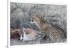 Cheetah (Acinonyx jubatus) on springbok kill, Kgalagadi Transfrontier Park, Northern Cape, South Af-Ann and Steve Toon-Framed Photographic Print