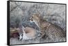 Cheetah (Acinonyx jubatus) on springbok kill, Kgalagadi Transfrontier Park, Northern Cape, South Af-Ann and Steve Toon-Framed Stretched Canvas