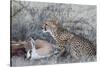 Cheetah (Acinonyx jubatus) on springbok kill, Kgalagadi Transfrontier Park, Northern Cape, South Af-Ann and Steve Toon-Stretched Canvas