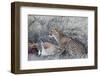 Cheetah (Acinonyx jubatus) on springbok kill, Kgalagadi Transfrontier Park, Northern Cape, South Af-Ann and Steve Toon-Framed Photographic Print