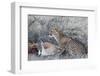 Cheetah (Acinonyx jubatus) on springbok kill, Kgalagadi Transfrontier Park, Northern Cape, South Af-Ann and Steve Toon-Framed Photographic Print