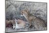 Cheetah (Acinonyx jubatus) on springbok kill, Kgalagadi Transfrontier Park, Northern Cape, South Af-Ann and Steve Toon-Mounted Photographic Print