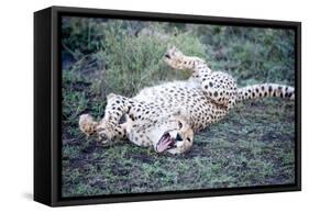 Cheetah (Acinonyx Jubatus) Resting in a Forest, Ndutu, Ngorongoro, Tanzania-null-Framed Stretched Canvas