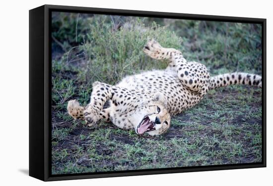 Cheetah (Acinonyx Jubatus) Resting in a Forest, Ndutu, Ngorongoro, Tanzania-null-Framed Stretched Canvas
