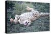Cheetah (Acinonyx Jubatus) Resting in a Forest, Ndutu, Ngorongoro, Tanzania-null-Stretched Canvas