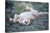 Cheetah (Acinonyx Jubatus) Resting in a Forest, Ndutu, Ngorongoro, Tanzania-null-Stretched Canvas