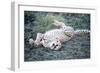 Cheetah (Acinonyx Jubatus) Resting in a Forest, Ndutu, Ngorongoro, Tanzania-null-Framed Premium Photographic Print