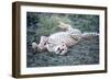 Cheetah (Acinonyx Jubatus) Resting in a Forest, Ndutu, Ngorongoro, Tanzania-null-Framed Photographic Print