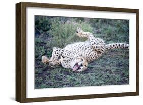 Cheetah (Acinonyx Jubatus) Resting in a Forest, Ndutu, Ngorongoro, Tanzania-null-Framed Photographic Print