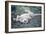 Cheetah (Acinonyx Jubatus) Resting in a Forest, Ndutu, Ngorongoro, Tanzania-null-Framed Photographic Print