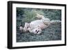 Cheetah (Acinonyx Jubatus) Resting in a Forest, Ndutu, Ngorongoro, Tanzania-null-Framed Photographic Print