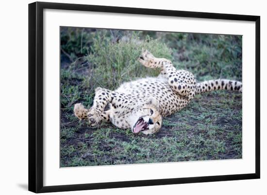 Cheetah (Acinonyx Jubatus) Resting in a Forest, Ndutu, Ngorongoro, Tanzania-null-Framed Photographic Print