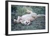 Cheetah (Acinonyx Jubatus) Resting in a Forest, Ndutu, Ngorongoro, Tanzania-null-Framed Photographic Print