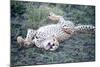 Cheetah (Acinonyx Jubatus) Resting in a Forest, Ndutu, Ngorongoro, Tanzania-null-Mounted Photographic Print