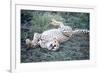 Cheetah (Acinonyx Jubatus) Resting in a Forest, Ndutu, Ngorongoro, Tanzania-null-Framed Photographic Print