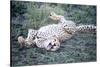 Cheetah (Acinonyx Jubatus) Resting in a Forest, Ndutu, Ngorongoro, Tanzania-null-Stretched Canvas