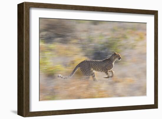 Cheetah (Acinonyx Jubatus) Running, Kalahari Desert, Botswana-Juan Carlos Munoz-Framed Photographic Print