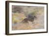 Cheetah (Acinonyx Jubatus) Running, Kalahari Desert, Botswana-Juan Carlos Munoz-Framed Photographic Print