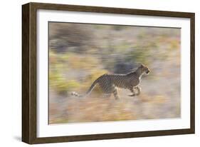 Cheetah (Acinonyx Jubatus) Running, Kalahari Desert, Botswana-Juan Carlos Munoz-Framed Photographic Print