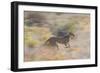Cheetah (Acinonyx Jubatus) Running, Kalahari Desert, Botswana-Juan Carlos Munoz-Framed Photographic Print