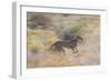 Cheetah (Acinonyx Jubatus) Running, Kalahari Desert, Botswana-Juan Carlos Munoz-Framed Photographic Print