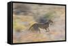 Cheetah (Acinonyx Jubatus) Running, Kalahari Desert, Botswana-Juan Carlos Munoz-Framed Stretched Canvas
