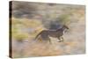 Cheetah (Acinonyx Jubatus) Running, Kalahari Desert, Botswana-Juan Carlos Munoz-Stretched Canvas