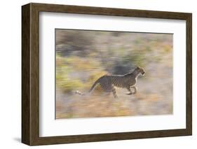 Cheetah (Acinonyx Jubatus) Running, Kalahari Desert, Botswana-Juan Carlos Munoz-Framed Photographic Print