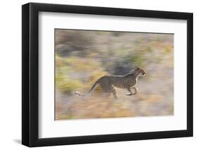 Cheetah (Acinonyx Jubatus) Running, Kalahari Desert, Botswana-Juan Carlos Munoz-Framed Photographic Print