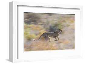 Cheetah (Acinonyx Jubatus) Running, Kalahari Desert, Botswana-Juan Carlos Munoz-Framed Photographic Print