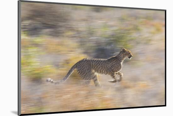 Cheetah (Acinonyx Jubatus) Running, Kalahari Desert, Botswana-Juan Carlos Munoz-Mounted Photographic Print