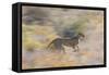 Cheetah (Acinonyx Jubatus) Running, Kalahari Desert, Botswana-Juan Carlos Munoz-Framed Stretched Canvas