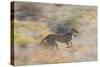 Cheetah (Acinonyx Jubatus) Running, Kalahari Desert, Botswana-Juan Carlos Munoz-Stretched Canvas