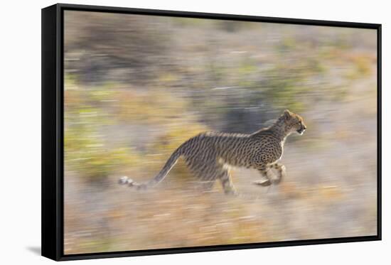 Cheetah (Acinonyx Jubatus) Running, Kalahari Desert, Botswana-Juan Carlos Munoz-Framed Stretched Canvas