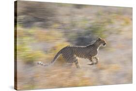Cheetah (Acinonyx Jubatus) Running, Kalahari Desert, Botswana-Juan Carlos Munoz-Stretched Canvas
