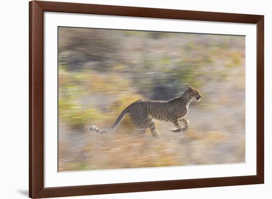 Cheetah (Acinonyx Jubatus) Running, Kalahari Desert, Botswana-Juan Carlos Munoz-Framed Photographic Print