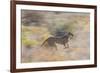 Cheetah (Acinonyx Jubatus) Running, Kalahari Desert, Botswana-Juan Carlos Munoz-Framed Photographic Print