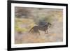 Cheetah (Acinonyx Jubatus) Running, Kalahari Desert, Botswana-Juan Carlos Munoz-Framed Photographic Print