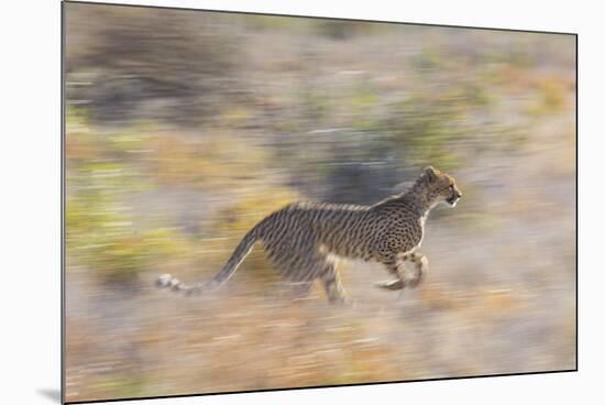 Cheetah (Acinonyx Jubatus) Running, Kalahari Desert, Botswana-Juan Carlos Munoz-Mounted Photographic Print