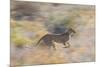 Cheetah (Acinonyx Jubatus) Running, Kalahari Desert, Botswana-Juan Carlos Munoz-Mounted Photographic Print