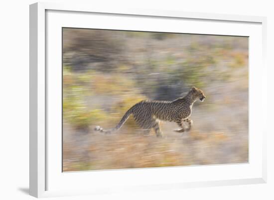 Cheetah (Acinonyx Jubatus) Running, Kalahari Desert, Botswana-Juan Carlos Munoz-Framed Photographic Print