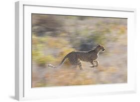 Cheetah (Acinonyx Jubatus) Running, Kalahari Desert, Botswana-Juan Carlos Munoz-Framed Photographic Print