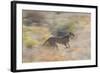 Cheetah (Acinonyx Jubatus) Running, Kalahari Desert, Botswana-Juan Carlos Munoz-Framed Photographic Print