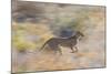 Cheetah (Acinonyx Jubatus) Running, Kalahari Desert, Botswana-Juan Carlos Munoz-Mounted Photographic Print