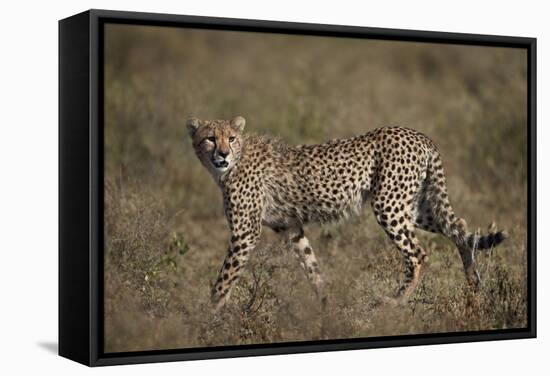 Cheetah (Acinonyx Jubatus), Serengeti National Park, Tanzania, East Africa, Africa-James Hager-Framed Stretched Canvas